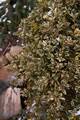 Buxus sempervirens Argenteo variegataIMG_8826 Bukszpan wieczniezielony